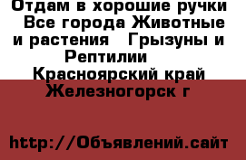 Отдам в хорошие ручки - Все города Животные и растения » Грызуны и Рептилии   . Красноярский край,Железногорск г.